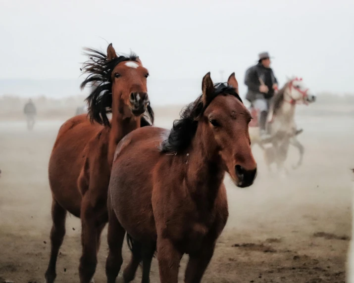 a group of horses running across a dirt field, pexels contest winner, inuit heritage, 🦩🪐🐞👩🏻🦳, profile image, historically accurate