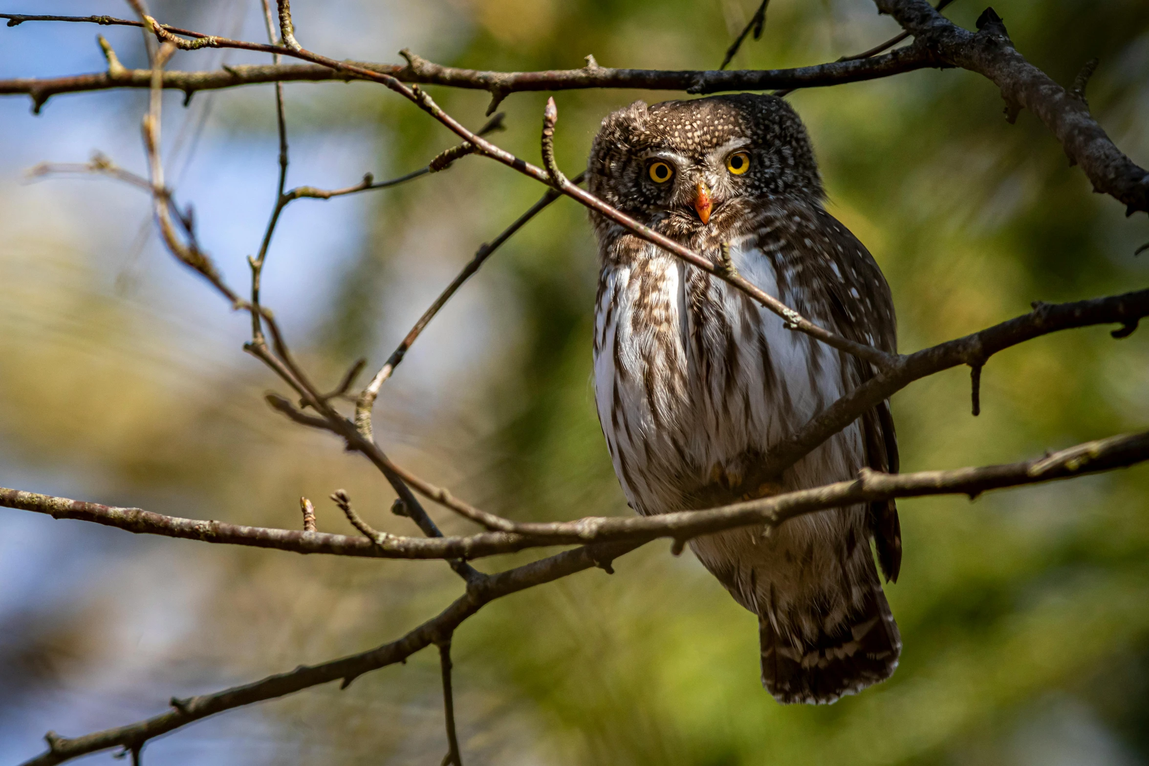 a small owl sitting on top of a tree branch, by Jan Tengnagel, pexels contest winner, hurufiyya, “ iron bark, fishing, high quality image, detailed high resolution