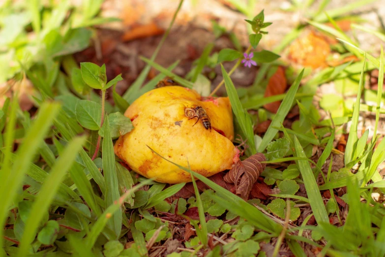 a rotten apple sitting on the ground in the grass, by Kristin Nelson, pexels, giant golden nuclear hornet, mangosteen, yellow, poop