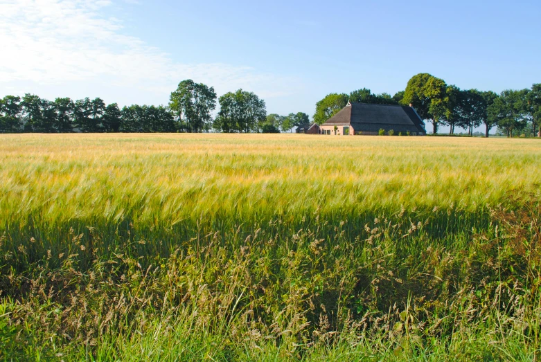 a field of grass with a house in the background, inspired by Willem de Poorter, unsplash, romanesque, next to farm fields and trees, brown, in summer, seen from outside