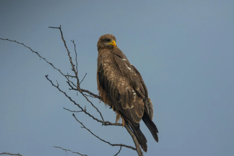 a bird sitting on top of a tree branch, a portrait, pexels contest winner, hurufiyya, an eagle, afar, gold, brown