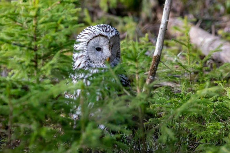 a bird that is sitting in the grass, by Andrew Allan, pexels contest winner, caledonian forest, alien owl, camouflage, a bald