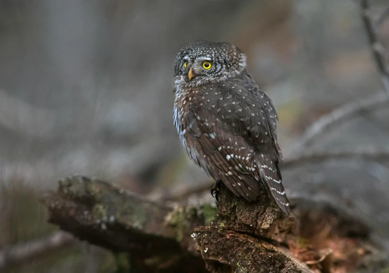 a small owl sitting on top of a tree branch, by Gwen Barnard, pexels contest winner, hurufiyya, in a rainy environment, sitting on a log, predawn, flat triangle - shaped head