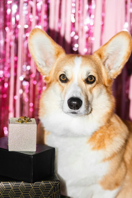 a corgi dog sitting next to a gift box, an album cover, by Julia Pishtar, shutterstock contest winner, covered in crystals and glitter, lesbians, portrait photo of a backdrop, contest winner 2021