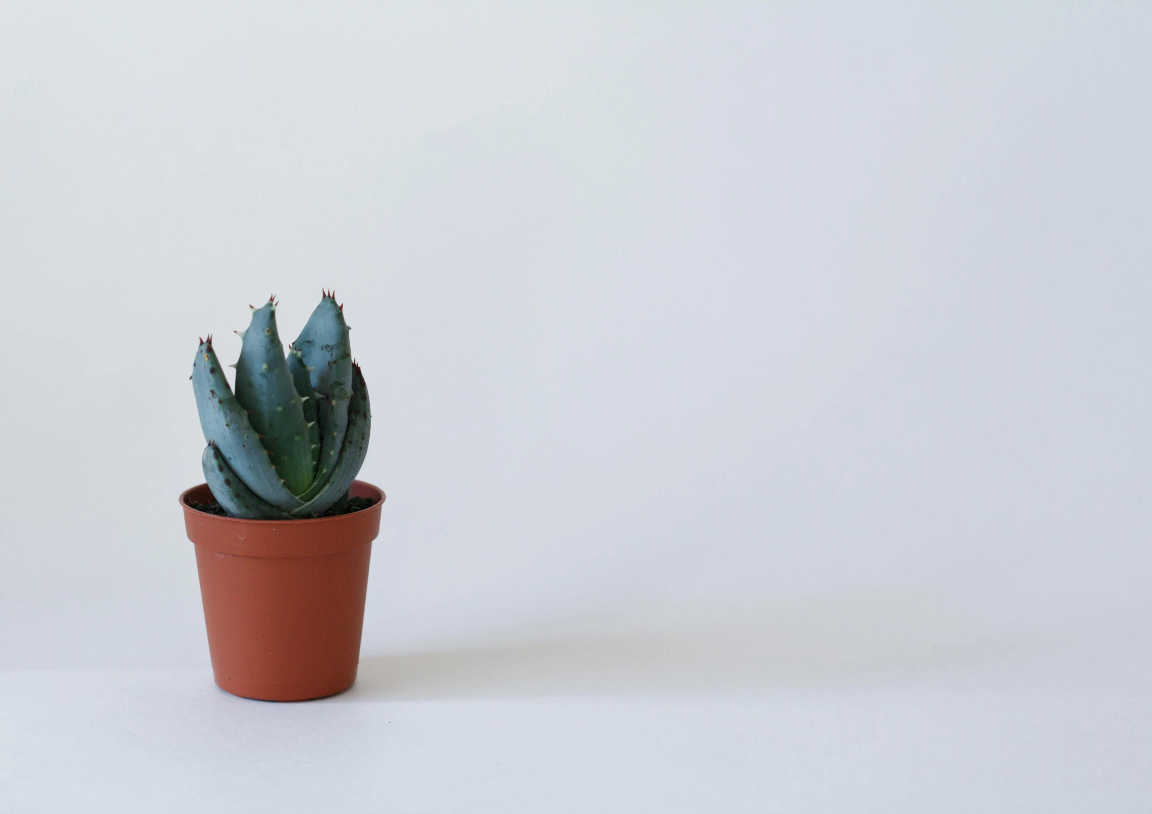 a small potted plant on a white surface, by Carey Morris, unsplash, minimalism, pale blue, background image, robotic cactus design, brown