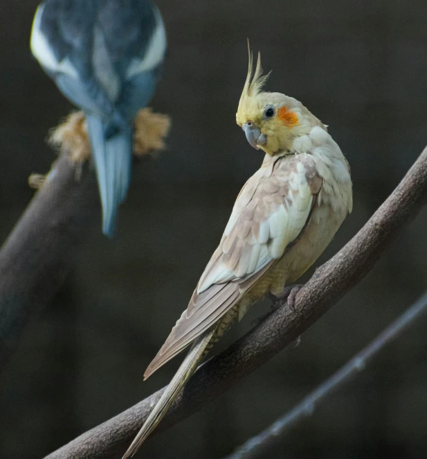 a couple of birds sitting on top of a tree branch, a portrait, by Melchior d'Hondecoeter, pexels contest winner, baroque, cocky, australian, pale pointed ears, mid 2 0's female