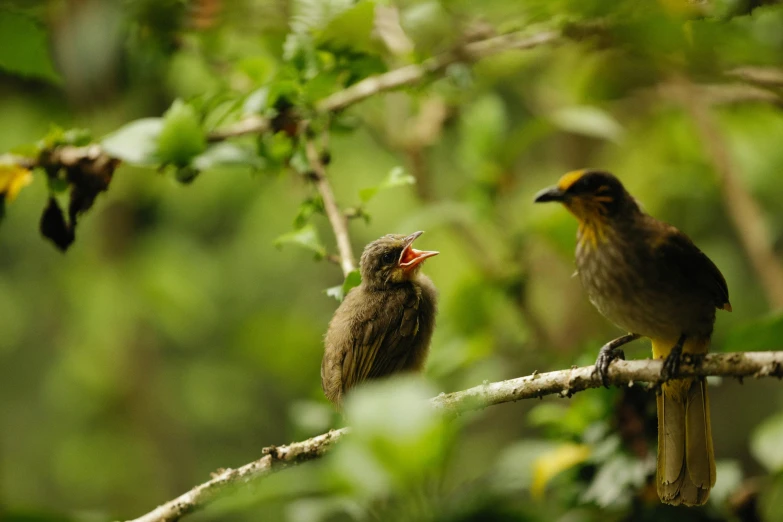 a couple of birds sitting on top of a tree branch, an album cover, by Peter Churcher, pexels contest winner, sumatraism, green and yellow, small mouth, maternal, thumbnail