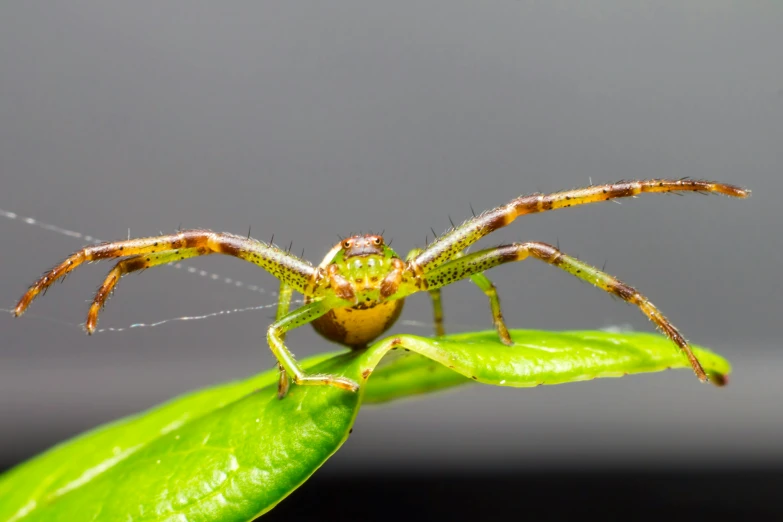 a spider sitting on top of a green leaf, avatar image, fan favorite, shot on sony a 7, frontal view