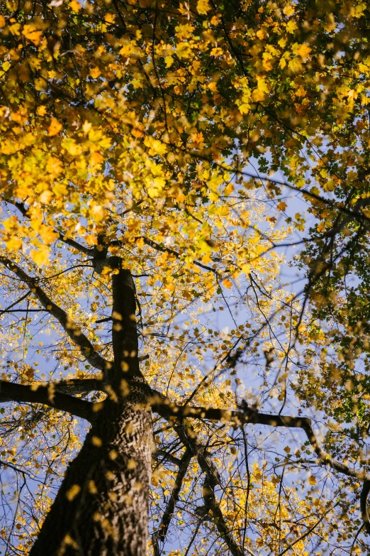 trees with yellow leaves and blue sky in the background, by Neil Blevins, slide show, sun puddle, full res, canopy