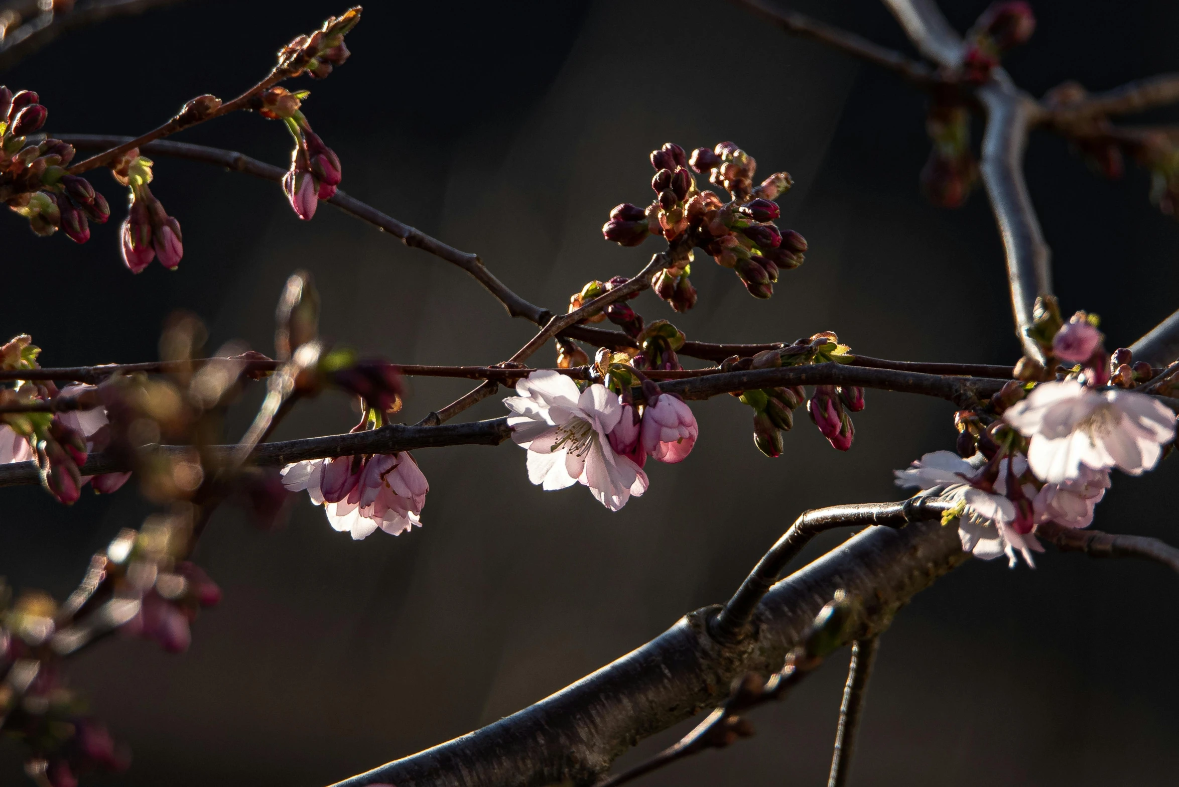 a bird sitting on top of a branch of a tree, by Eglon van der Neer, unsplash, flowering buds, medium format. soft light, sakura bloomimg, dramatic lighting - n 9