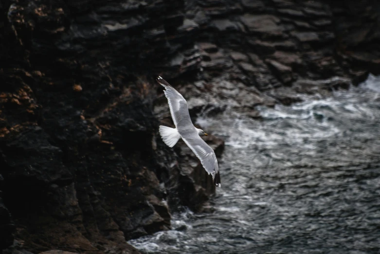 a bird flying over a body of water, by Neil Boyle, pexels contest winner, rocky cliffs, white and grey, lightweight, white