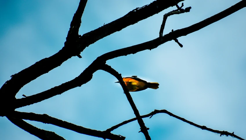 a yellow bird sitting on top of a tree branch, a photo, unsplash, art photography, chartreuse and orange and cyan, dramatic angle, rectangle, slide show