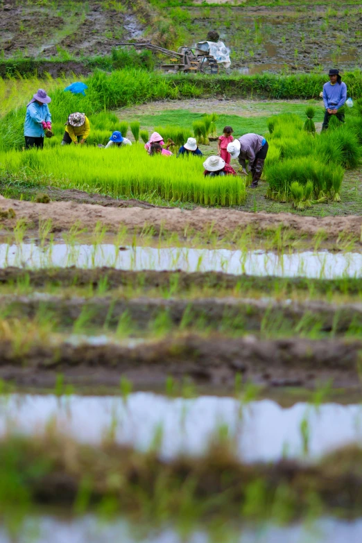 a group of people working in a rice field, slide show, photograph