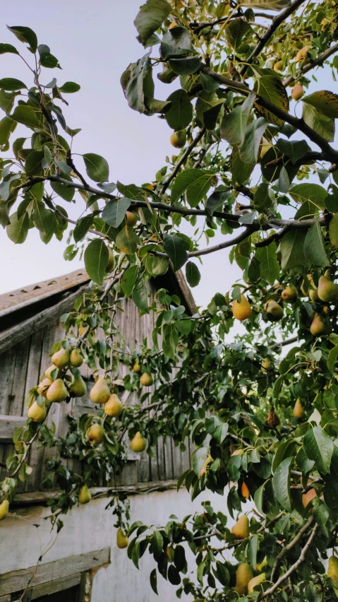 a tree with fruit hanging from it's branches, by Jessie Algie, unsplash, barn, pears, low quality photo, exterior