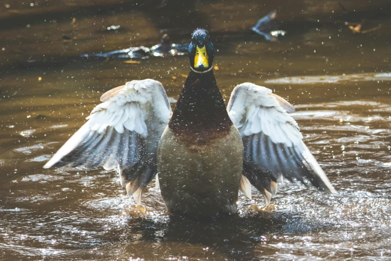 a duck flapping its wings in the water, by Jacob Duck, pexels contest winner, renaissance, wings growing out of arms, wet boody, commercially ready, 🦩🪐🐞👩🏻🦳