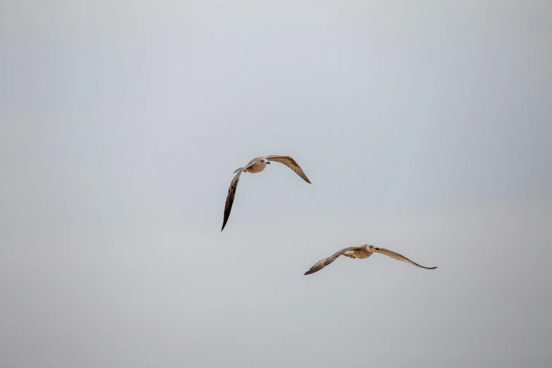 a couple of birds that are flying in the sky, a picture, pexels contest winner, minimalism, shot with canon eoa 6 d mark ii, photographic print, two, eye level