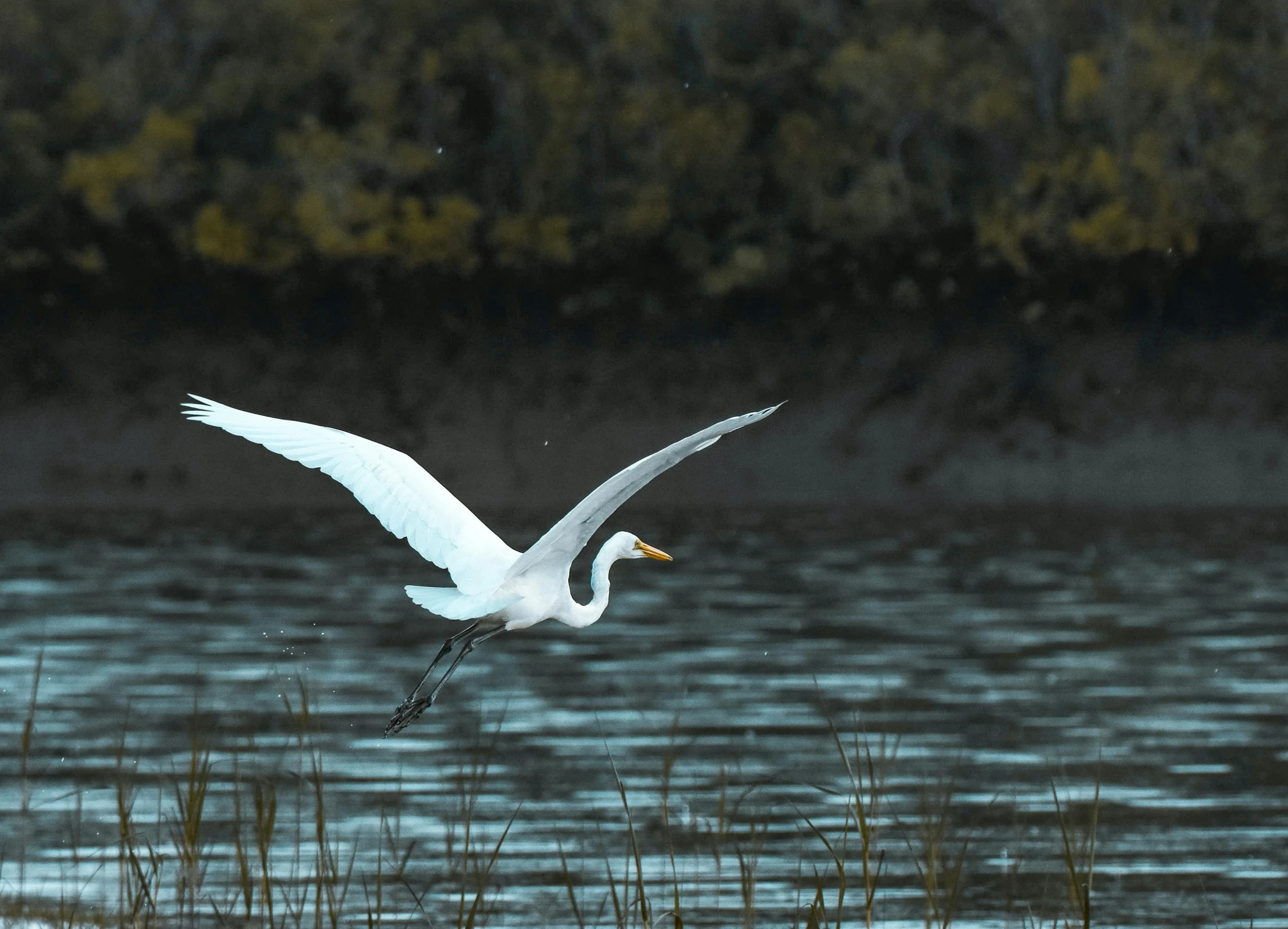 a white bird flying over a body of water, marsh, 8k fine art photography, fan favorite, crane shot