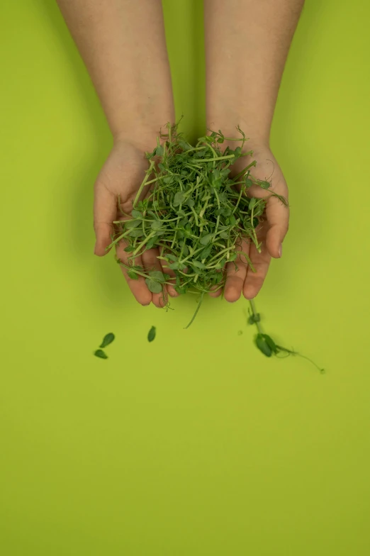 a person holding a green plant in their hands, by Attila Meszlenyi, unsplash, conceptual art, made of food, lush grass, 15081959 21121991 01012000 4k