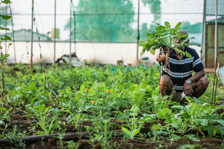 a man kneeling down in a vegetable garden, unsplash, avatar image, schools, uncropped, hydroponic farms