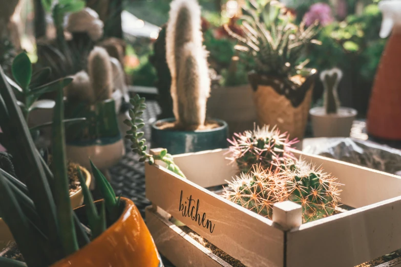 a box of cacti sitting on top of a table, trending on unsplash, late summer evening, kitch, detail shot, with a garden