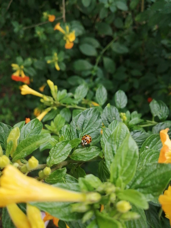 a ladybug sitting on top of a yellow flower, lush greenery, without duplicate image, taken on iphone 14 pro, 4 k image