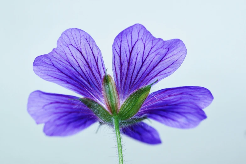 a close up of a purple flower on a stem, on grey background, picton blue, as photograph