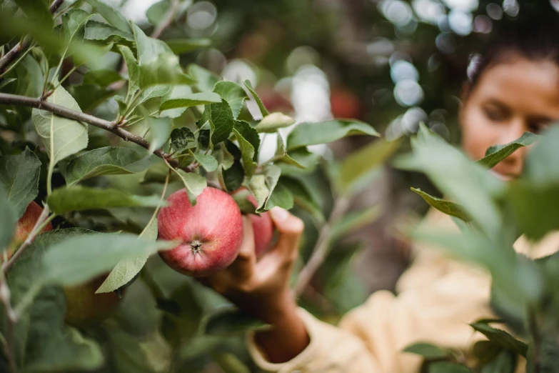 a person picking an apple from a tree, by Julia Pishtar, unsplash, 🦩🪐🐞👩🏻🦳, manuka, local foods, background image