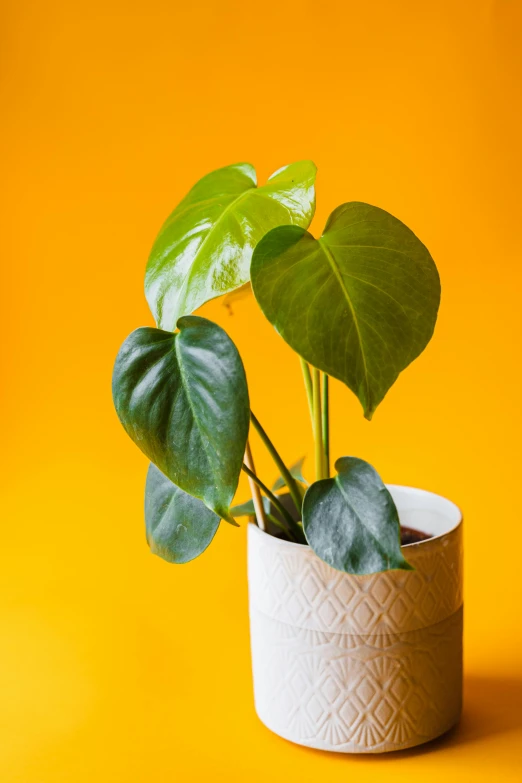 a plant in a pot on a yellow background, full product shot, vibrantly lush, ivy's, highly upvoted