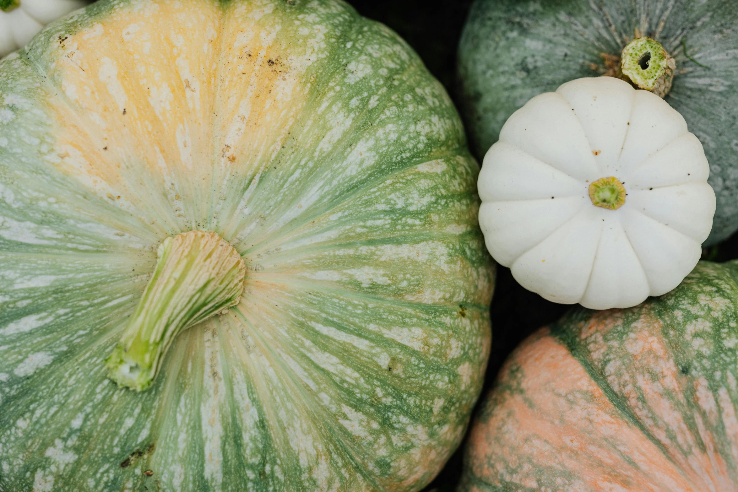 a group of pumpkins sitting on top of each other, unsplash, renaissance, greenish colors, fan favorite, 2 5 6 x 2 5 6 pixels, white