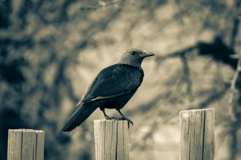 a black bird sitting on top of a wooden fence, by Gonzalo Endara Crow, pexels contest winner, renaissance, vintage photo, brown, 4k post, gray