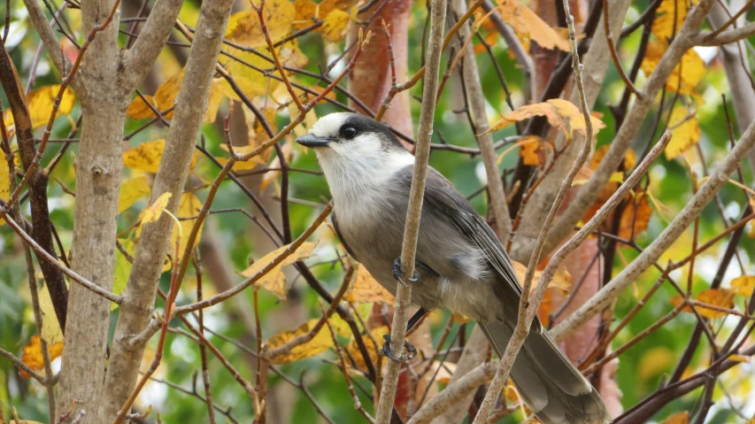 a bird sitting on top of a tree branch, pale grey skin, amongst foliage, dry, small chin