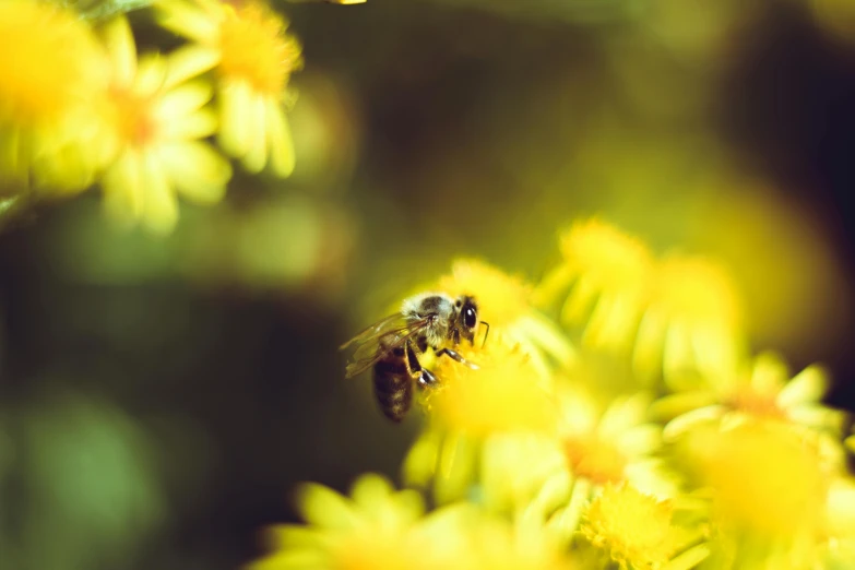 a bee sitting on top of a yellow flower, by Julia Pishtar, pexels, with soft bushes, avatar image, bokeh photo