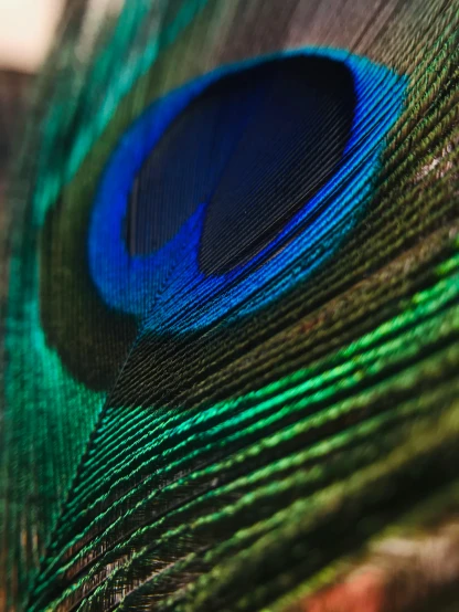 a close up view of a peacock feather, trending on unsplash, renaissance, multiple stories, color image