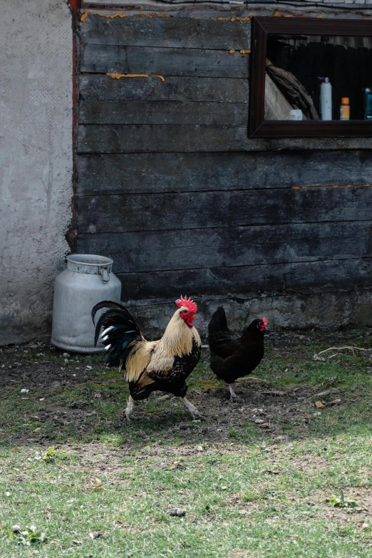 a couple of chickens standing on top of a grass covered field, in front of the house, krenz cushar, best photo