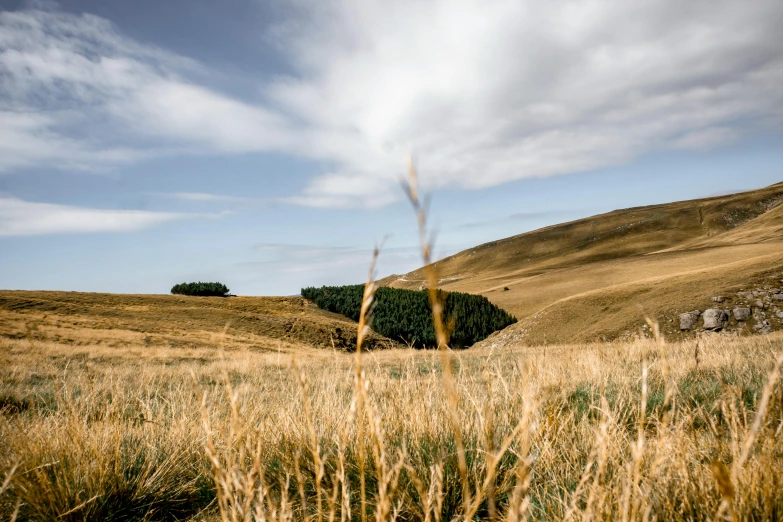 a grassy field with a few trees in the distance, by Peter Churcher, unsplash, land art, in the hillside, brown, slide show, whealan