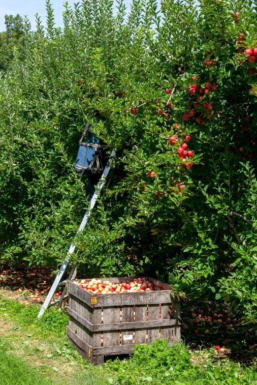 a man is picking apples from a tree, by Niko Henrichon, pexels, standing on a ladder, 2 5 6 x 2 5 6 pixels, boston dynamics robots, panoramic shot