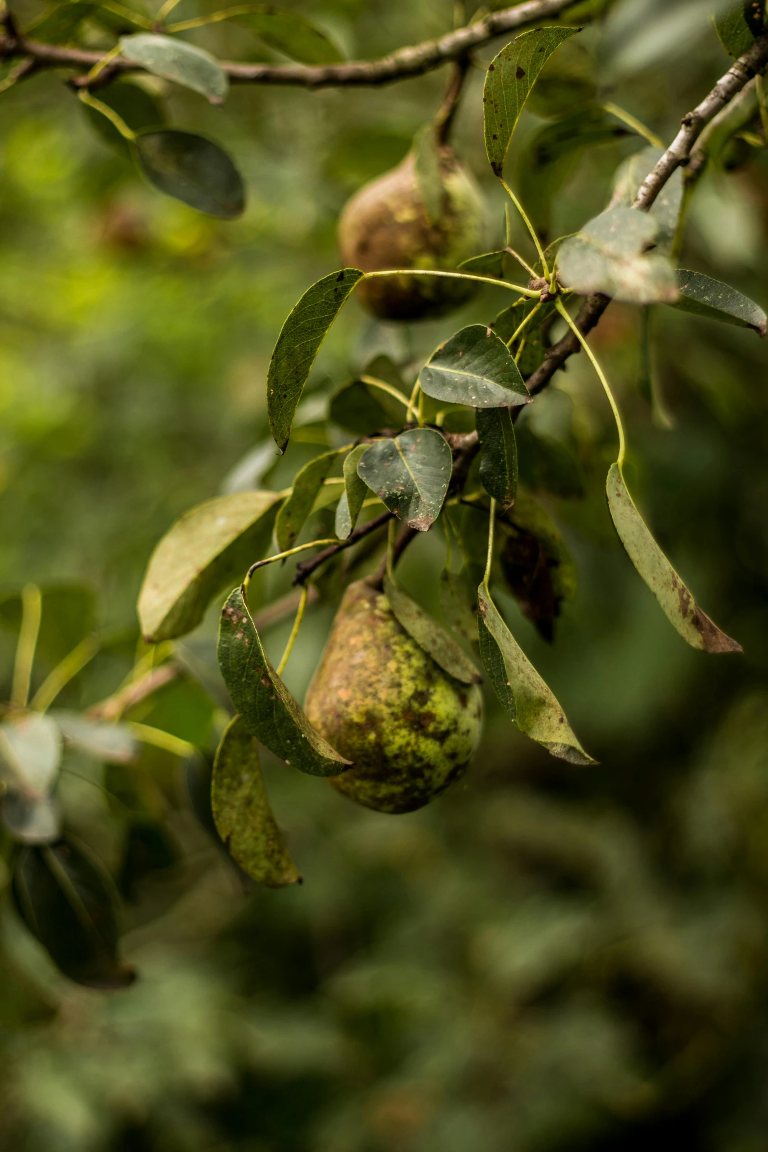 a bunch of pears hanging from a tree, by Jan Tengnagel, unsplash, renaissance, highly detailed image, deteriorated, high quality photo, greenery