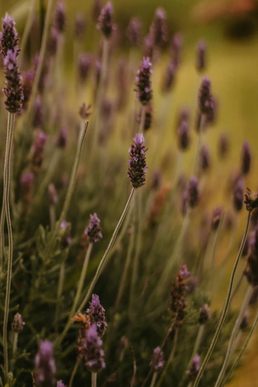 a bunch of purple flowers sitting on top of a lush green field, a picture, trending on unsplash, renaissance, dried herbs, in the evening, lavender plants, exterior shot