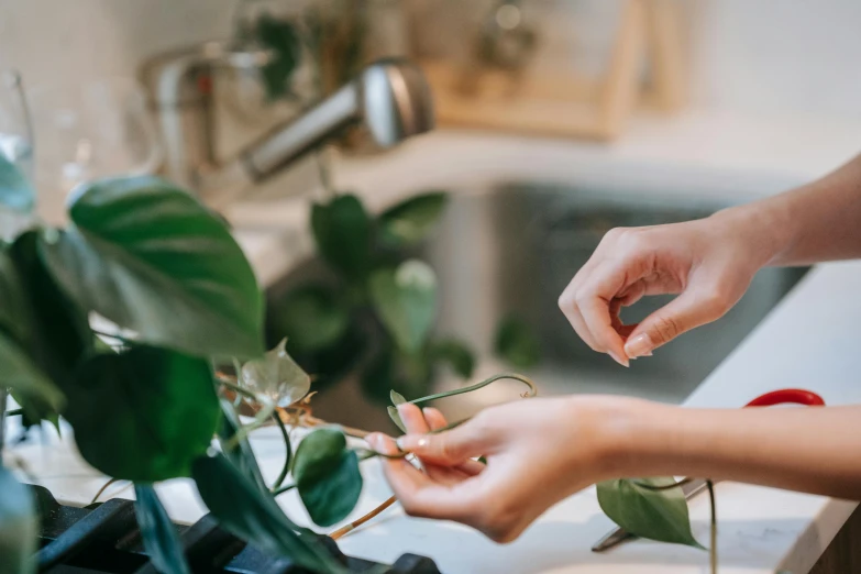 a close up of a person preparing food in a kitchen, magical garden plant creatures, profile image, small manufacture, orchid stems