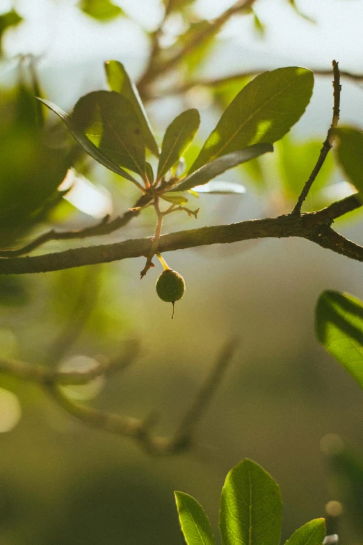 a close up of a tree branch with green leaves, by Eglon van der Neer, unsplash, oak acorns, background: assam tea garden, pear, sunrise light