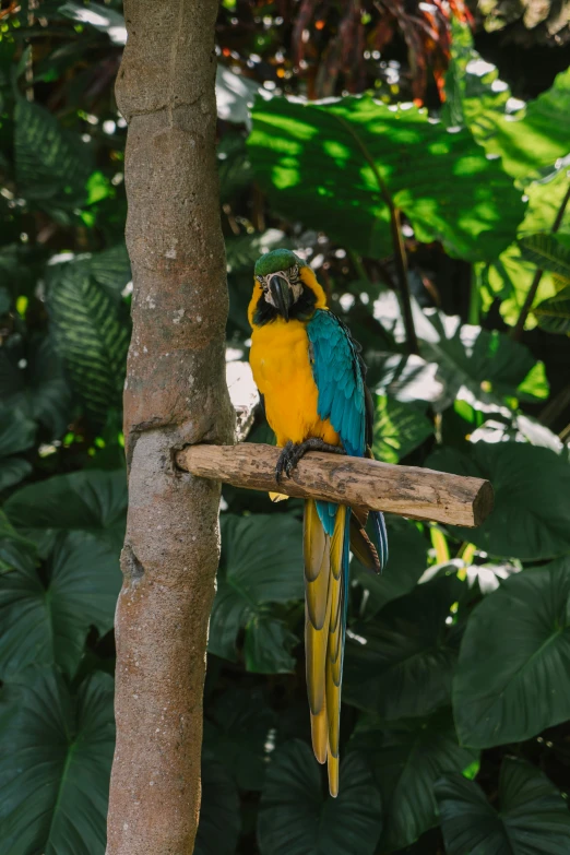 a colorful bird sitting on top of a tree branch, in a jungle, in the zoo exhibit, yellow and blue, lush surroundings