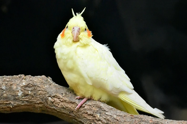 a yellow bird sitting on top of a tree branch, albino mystic, with a pointed chin, feathered head, frontal pose