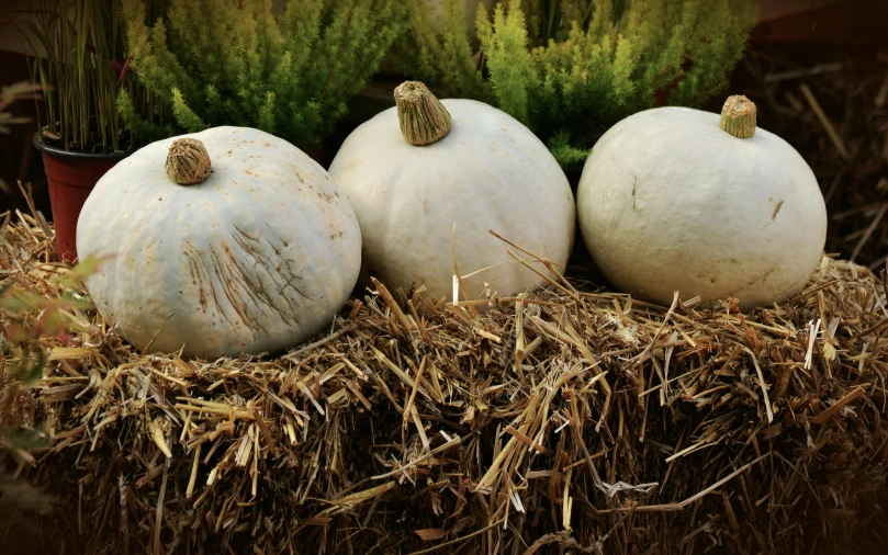 three white pumpkins sitting on top of a pile of hay, an album cover, inspired by David Ramsay Hay, unsplash, renaissance, grey vegetables, square, 15081959 21121991 01012000 4k, full frame image