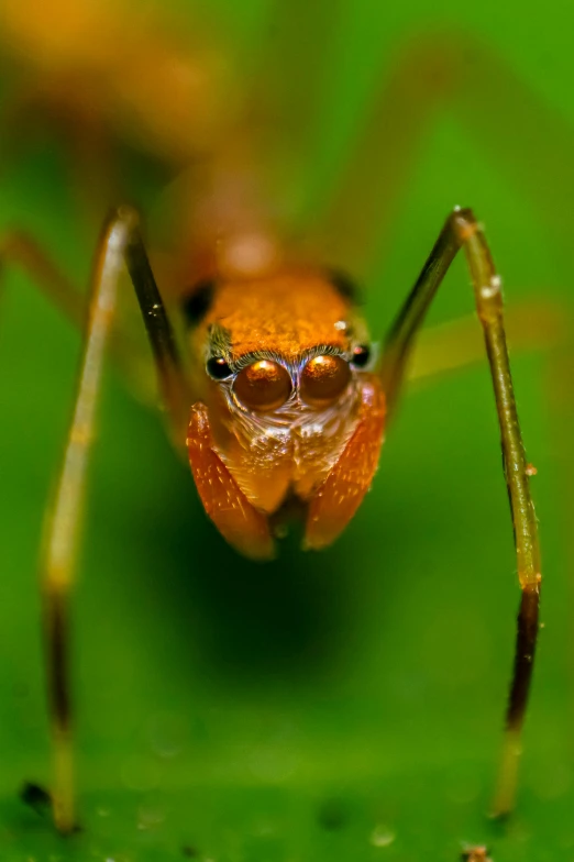 a close up of a bug on a leaf, by Peter Churcher, ant pov from the floor, fierce expression, close - up of face, orange head
