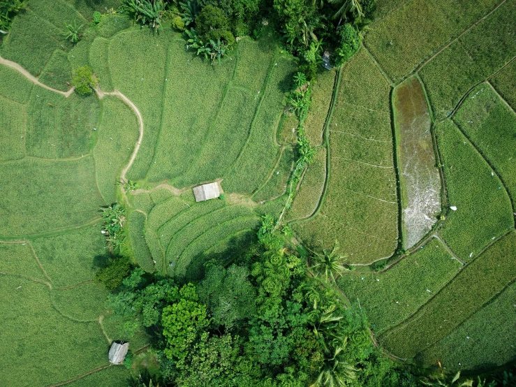 a bird's eye view of a lush green field, by Jessie Algie, pexels contest winner, sumatraism, thatched roofs, helicopter view, walking through a lush jungle, concert