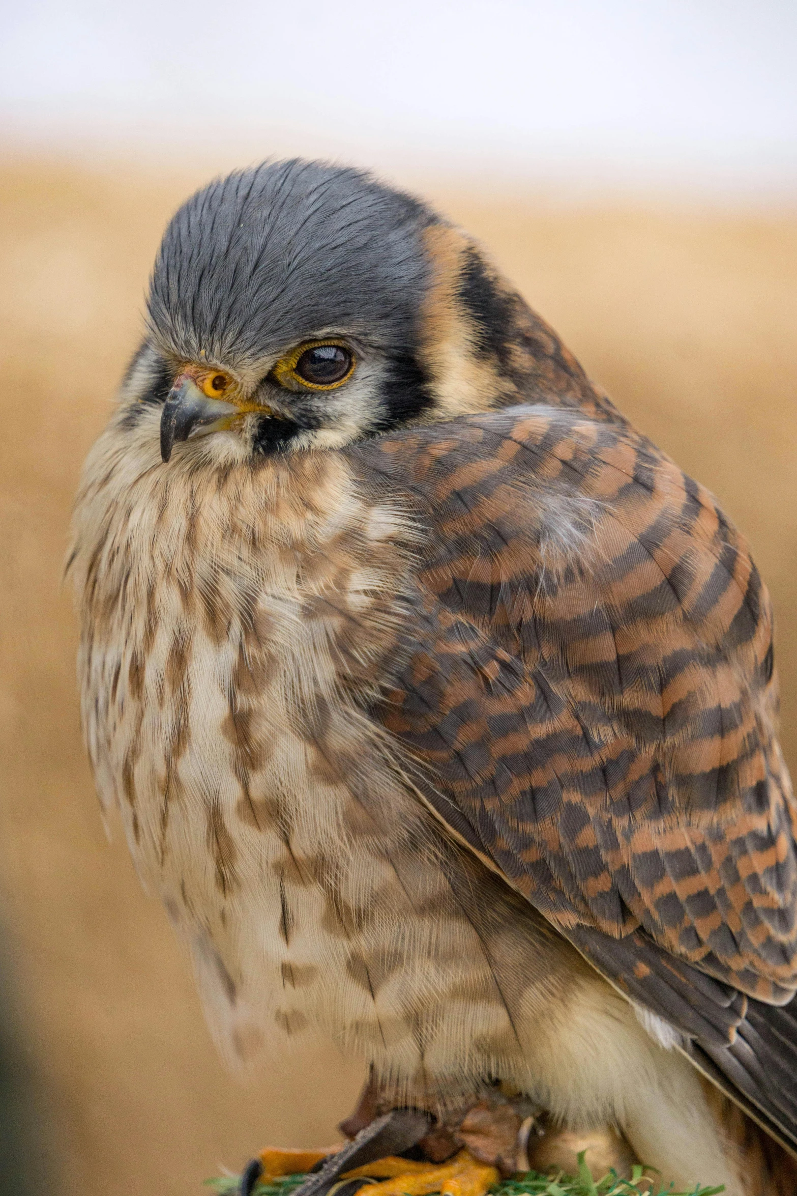 a close up of a bird of prey on a branch, a portrait, trending on pexels, pointed face and grey eyes, rounded beak, blank stare”, a tall