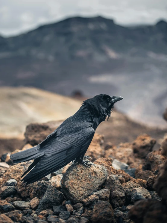 a black bird sitting on top of a pile of rocks, at a volcano, long raven hair, unsplash 4k, multiple stories