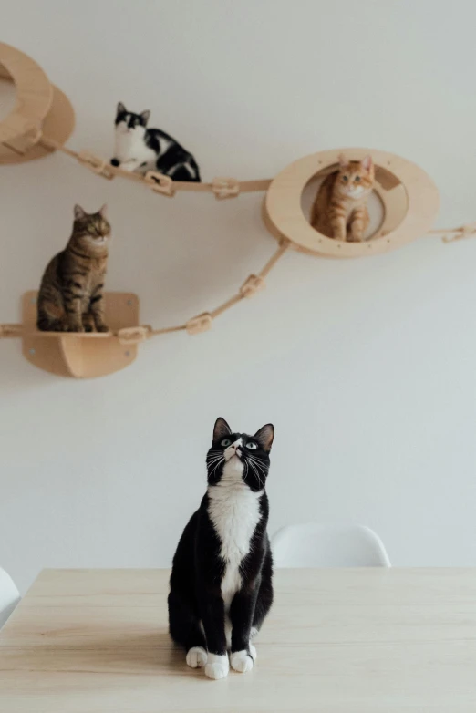 a black and white cat sitting on top of a wooden table, things hanging from ceiling, in formation, petspective room layout, bay area