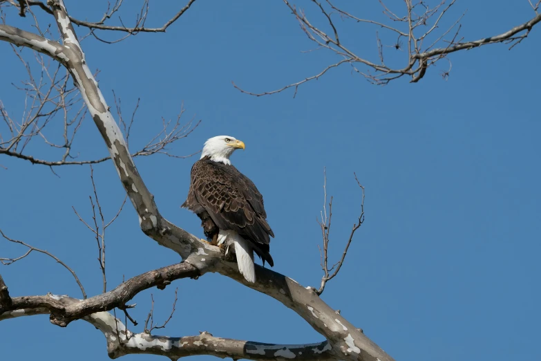 a bald eagle sitting on top of a tree branch, by Neil Blevins, pexels contest winner, blue sky, fan favorite, various posed, white