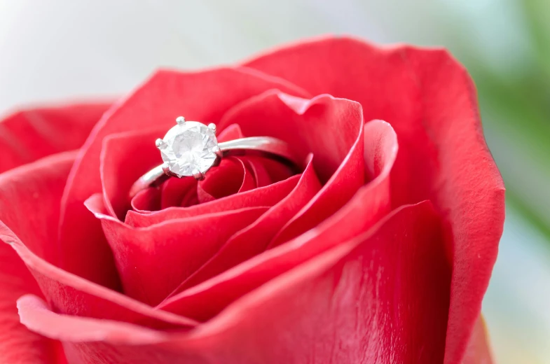 a close up of a red rose with a diamond ring, thumbnail, white, ayne haag, item